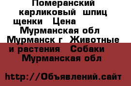 Померанский карликовый  шпиц,щенки › Цена ­ 30 000 - Мурманская обл., Мурманск г. Животные и растения » Собаки   . Мурманская обл.
